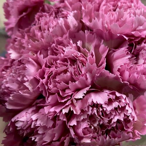 NEJLIKA NOBBIO CHIC ROSA