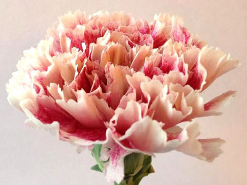 NEJLIKA BOHEME 2F ROSA/LILA