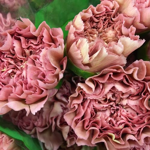 NEJLIKA LEGE/LADY DIANA ROSA NOUGAT