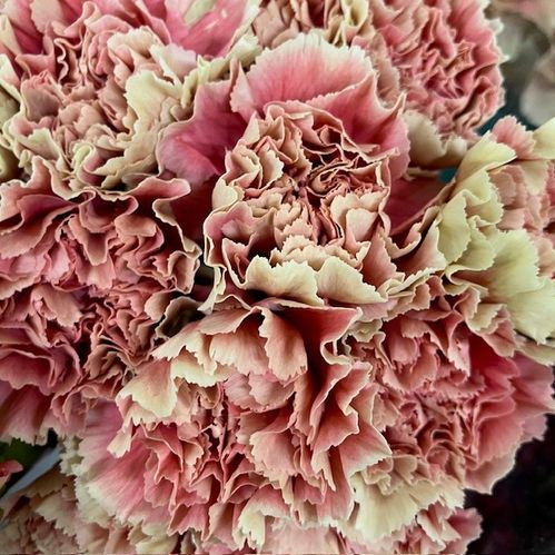 NEJLIKA CRETA APRIKOS/ROSA