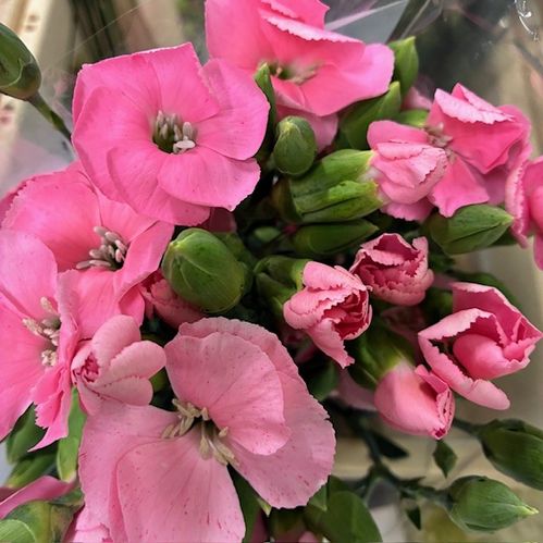 NEJLIKA KVIST SOLEMIO IRIS ROSA