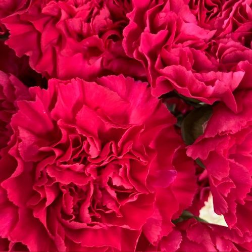 NEJLIKA ZEPPELIN CERISE