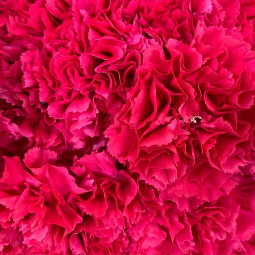 NEJLIKA BIZET CERISE