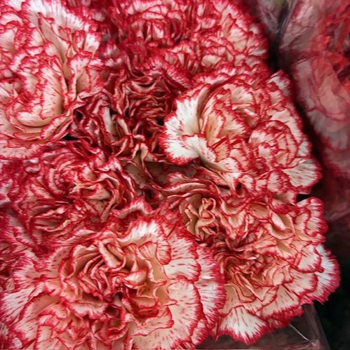 NEJLIKA SORISSO VIT/ROSA