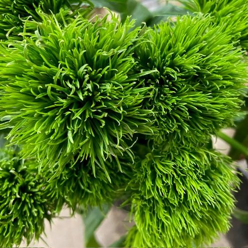 NEJLIKA GREEN WICKY