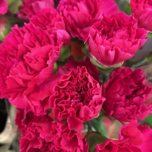 NEJLIKA MANDALAY CERISE