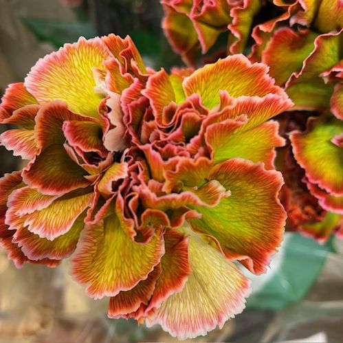 NEJLIKA HORTENSIA VIP FÄRGAD