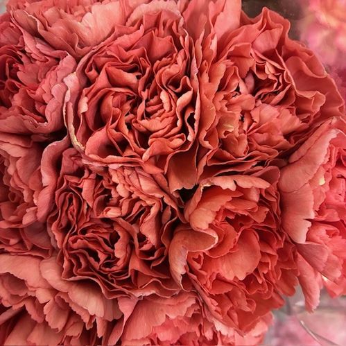 NEJLIKA MAJESTA  RÖD/ROSA