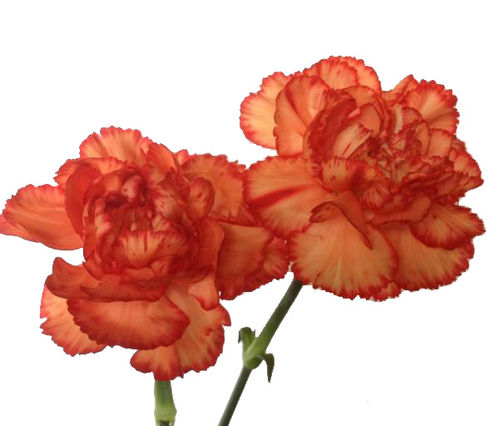 ELEGANCE ORANGE