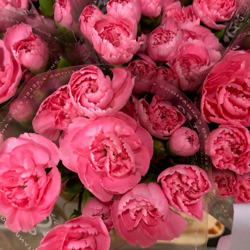 ELEGANCE STANDARD ROSA