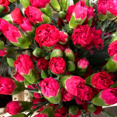 ELEGANCE STANDARD CERISE