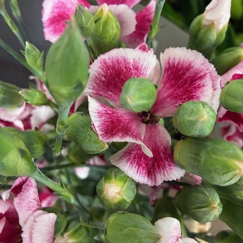 NEJLIKA KVIST BLUSHFLY CERISE/VIT