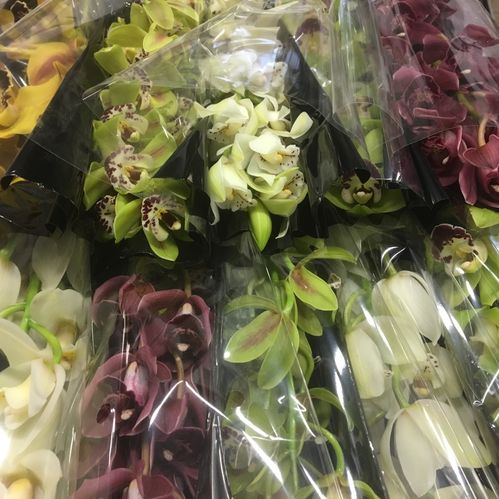 ORKIDEE CYMBIDIUM MINI MIX 60CM