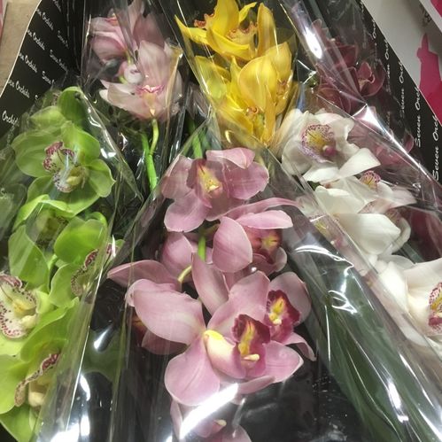 ORKIDEE CYMBIDIUM STORBL MIX 80CM x6