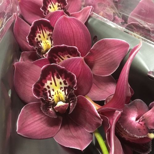ORKIDEE CYMBIDIUM STORBL RÖD/BRUN
