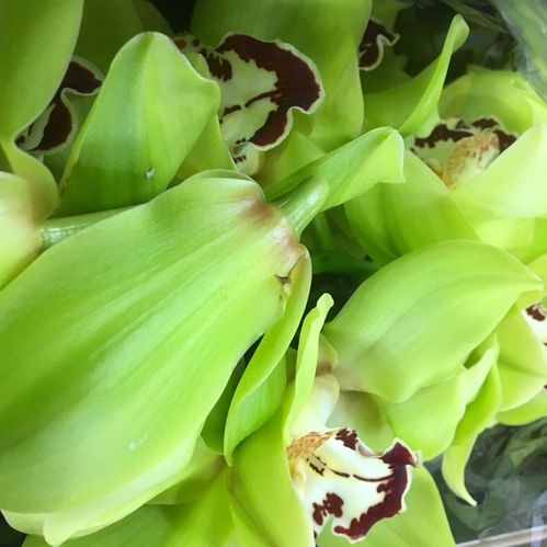 ORKIDEE CYMBIDIUM STORBL GRÖN