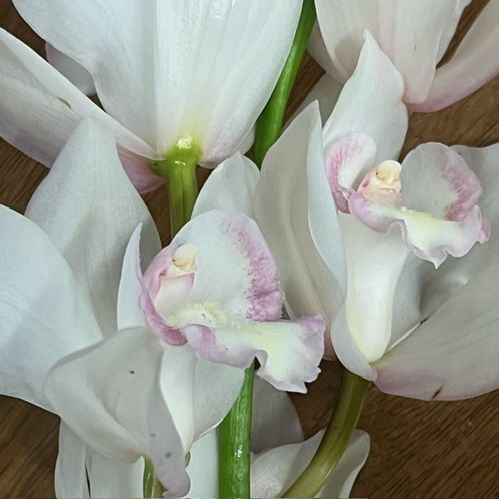ORKIDEE CYMBIDIUM STORBL VIT x6