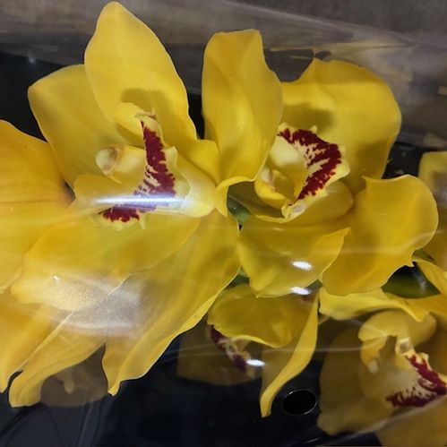 ORKIDEE CYMBIDIUM STORBL GUL x6
