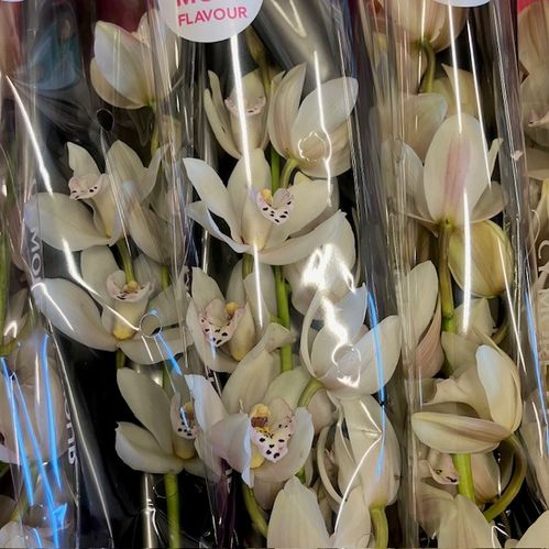 ORKIDEE CYMBIDIUM MINI VIT 50CM