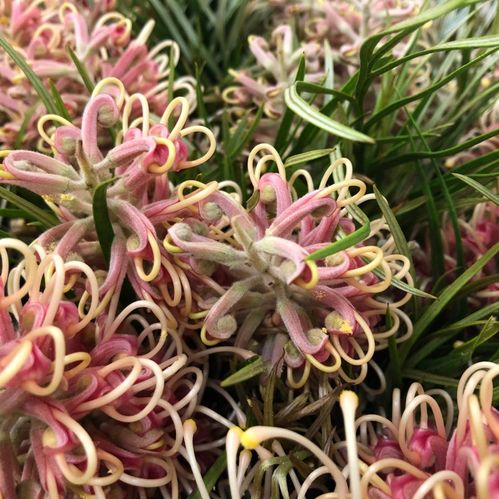 GREVILLEA MISTY PINK