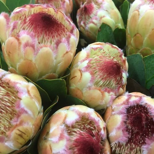 PROTEA GRANDICOLOR LJUSORANGE
