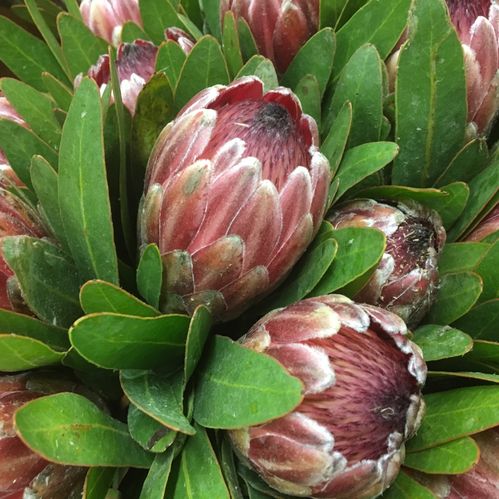 PROTEA ROBIJN/PINK ICE