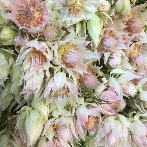 SERRURIA BLUSHING BRIDE VIT/CREMEROSA