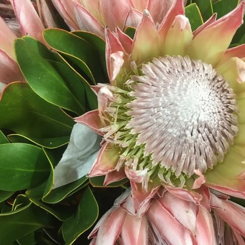 PROTEA CYNAROIDES KING 70 CM