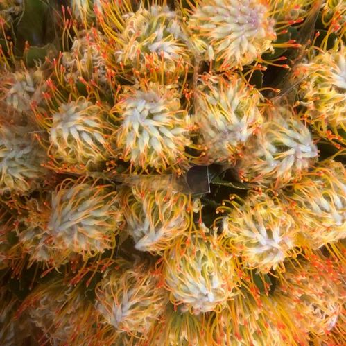 PROTEA NÅLDYNA ORANGE