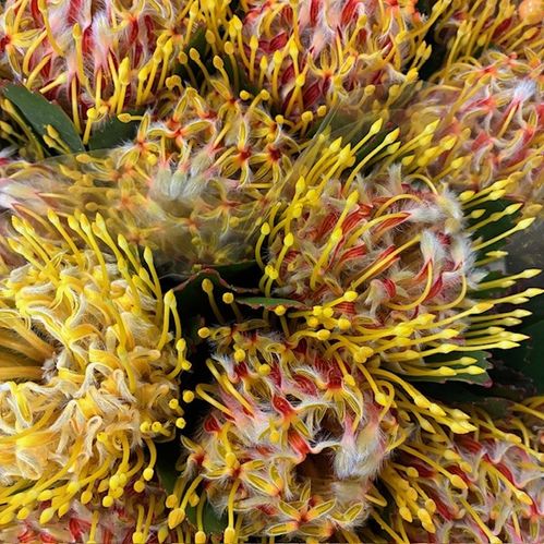 PROTEA NÅLDYNA VELDFIRE 40CM