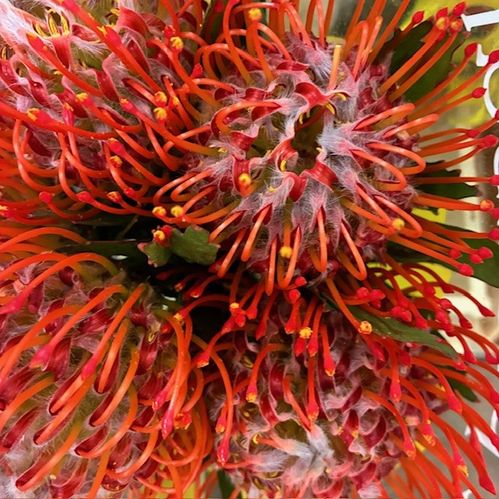 PROTEA NÅLDYNA TANGO