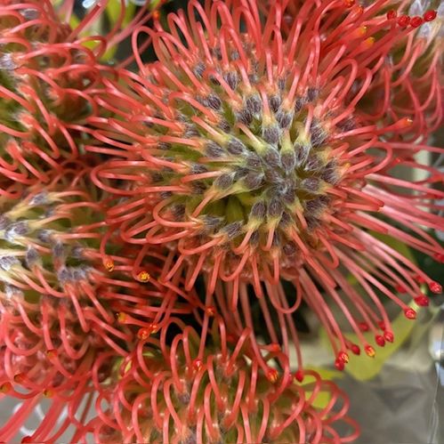 PROTEA NÅLDYNA PINK GUAYA