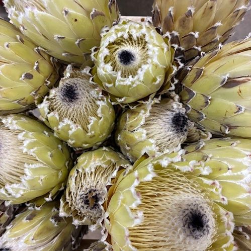 PROTEA BARBIGERA SNOW QUEEN (EJ BLAD)
