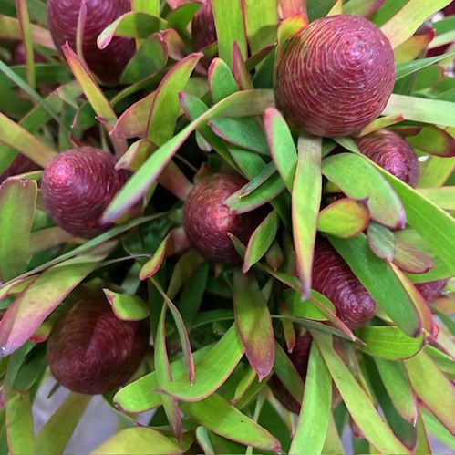 LEUCANDRON AYOBA CHERRY PEARL GRENAD