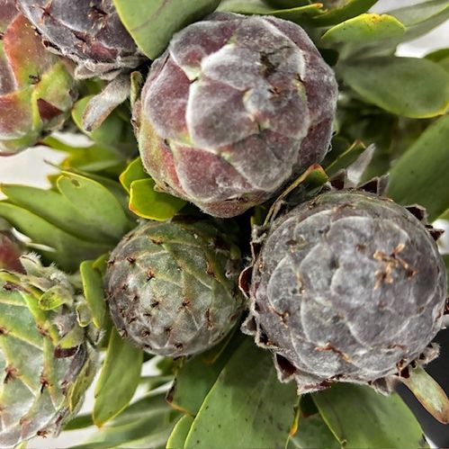CAPE GREEN PUBESCENS