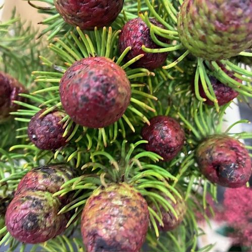 CAPE GREEN CUMOSUM