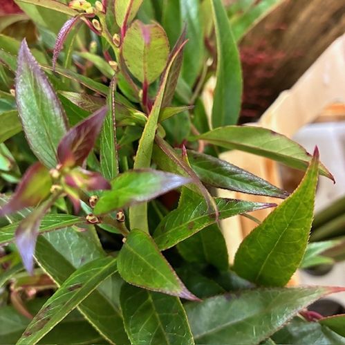 LEUCOTHOE MIX