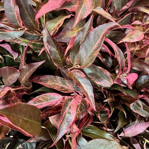 LEUCOTHOE BUNT