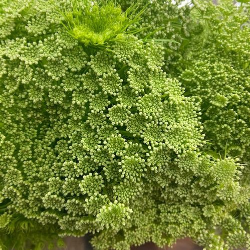 AMMI MAJUS VIT