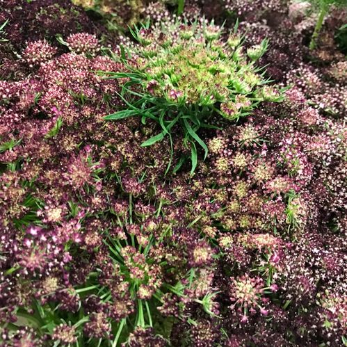 DAUCUS CAROTA