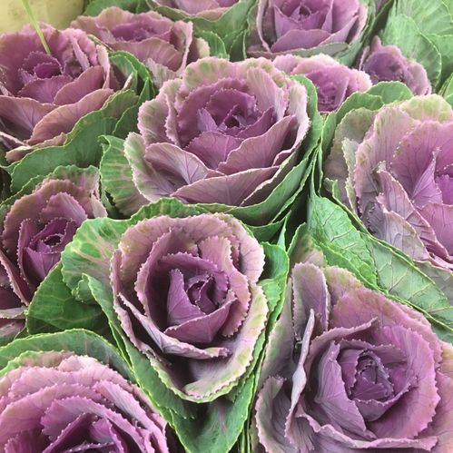 BRASSICA KÅL RED CRANE LILA