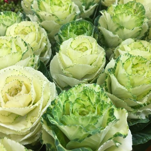 BRASSICA KÅL VIT