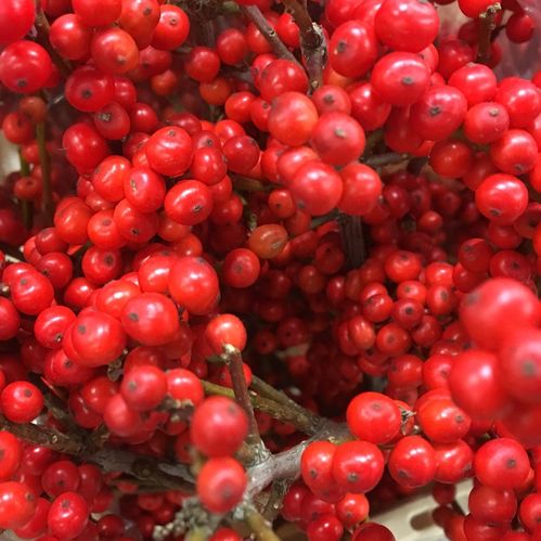 ILEX RÖDA BÄR 50CM