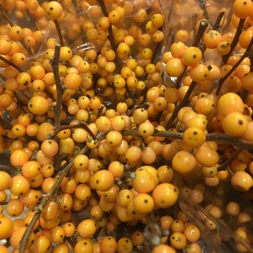 ILEX ORANGE/APRIKOS  BÄR 50CM