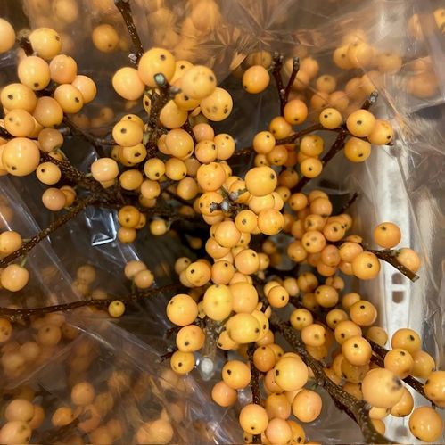 ILEX GOLDEN VERBOOM 60CM