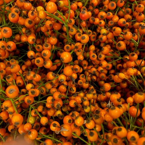 NYPON PRINSBERRY RÖD/ORANGE 40-45CM