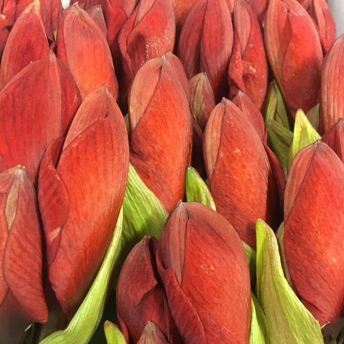 AMARYLLIS SNITT RED LION/FIRE FLAME RÖD x15