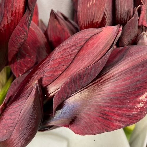 AMARYLLIS SNITT BRITNEY M-RÖD x12