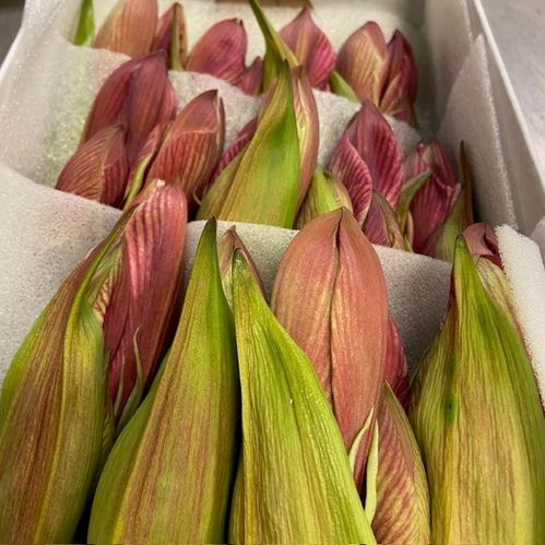 AMARYLLIS SNITT GERVASE ROSA x12