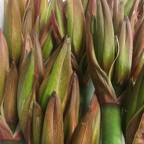 AMARYLLIS SNITT MERENQUE RÖD/GRÖN x20
